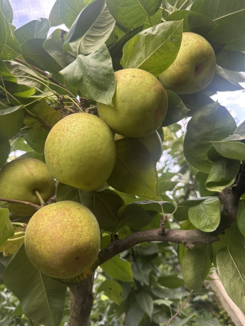 吴江区菀坪菀南村老詹果园家的翠冠梨