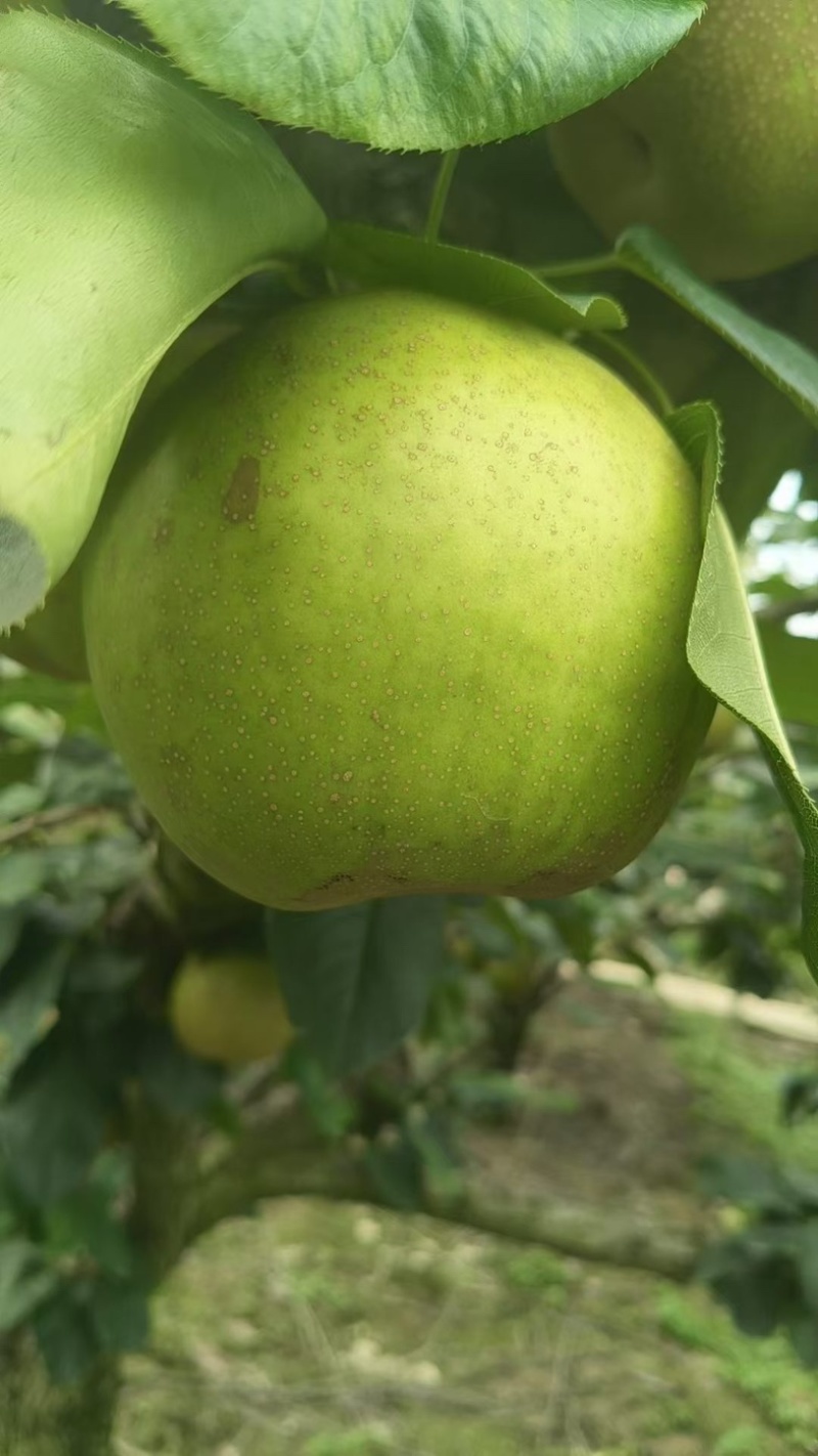 吴江区菀坪菀南村老詹果园家的翠冠梨