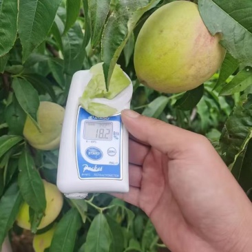 永莲蜜桃