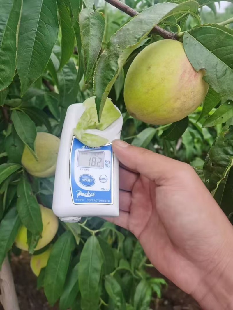 永莲蜜桃