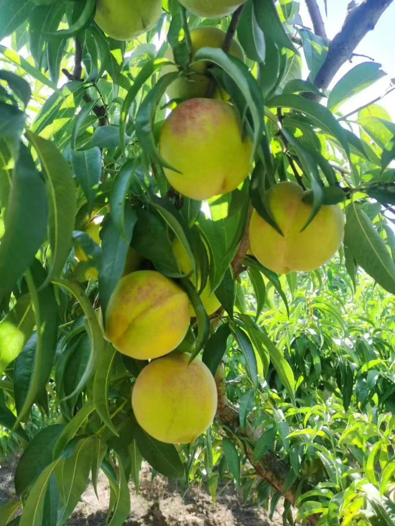 永莲蜜桃