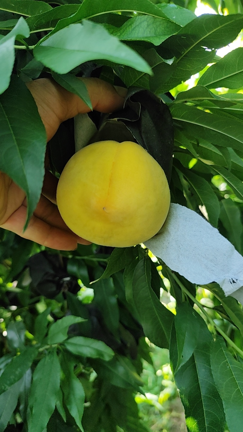 微酸型黄桃