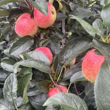 鲁丽苹果🍎🍎🍎，大量鲜果上市，口感脆甜