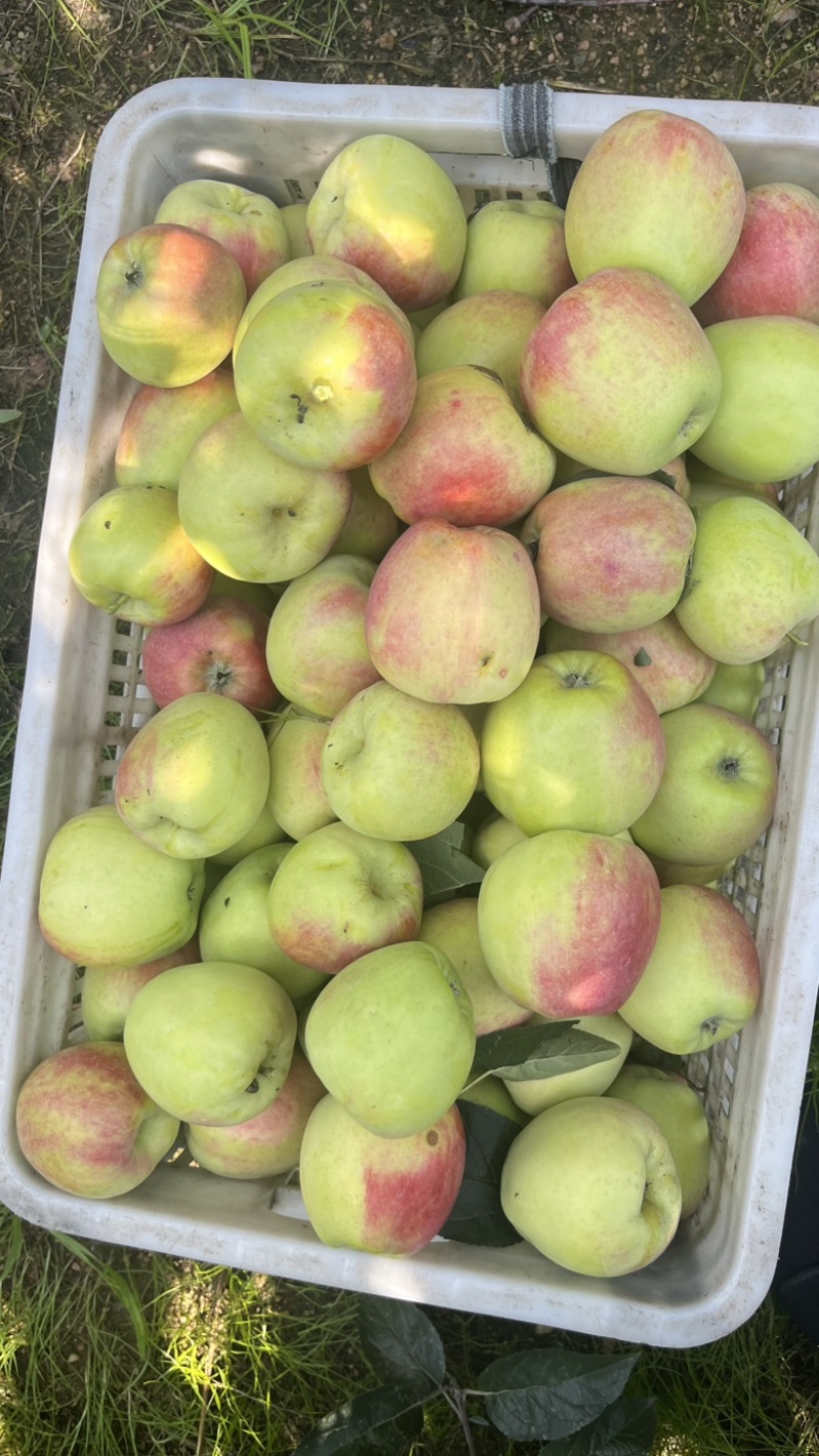 鲁丽苹果🍎🍎🍎，大量鲜果上市，口感脆甜