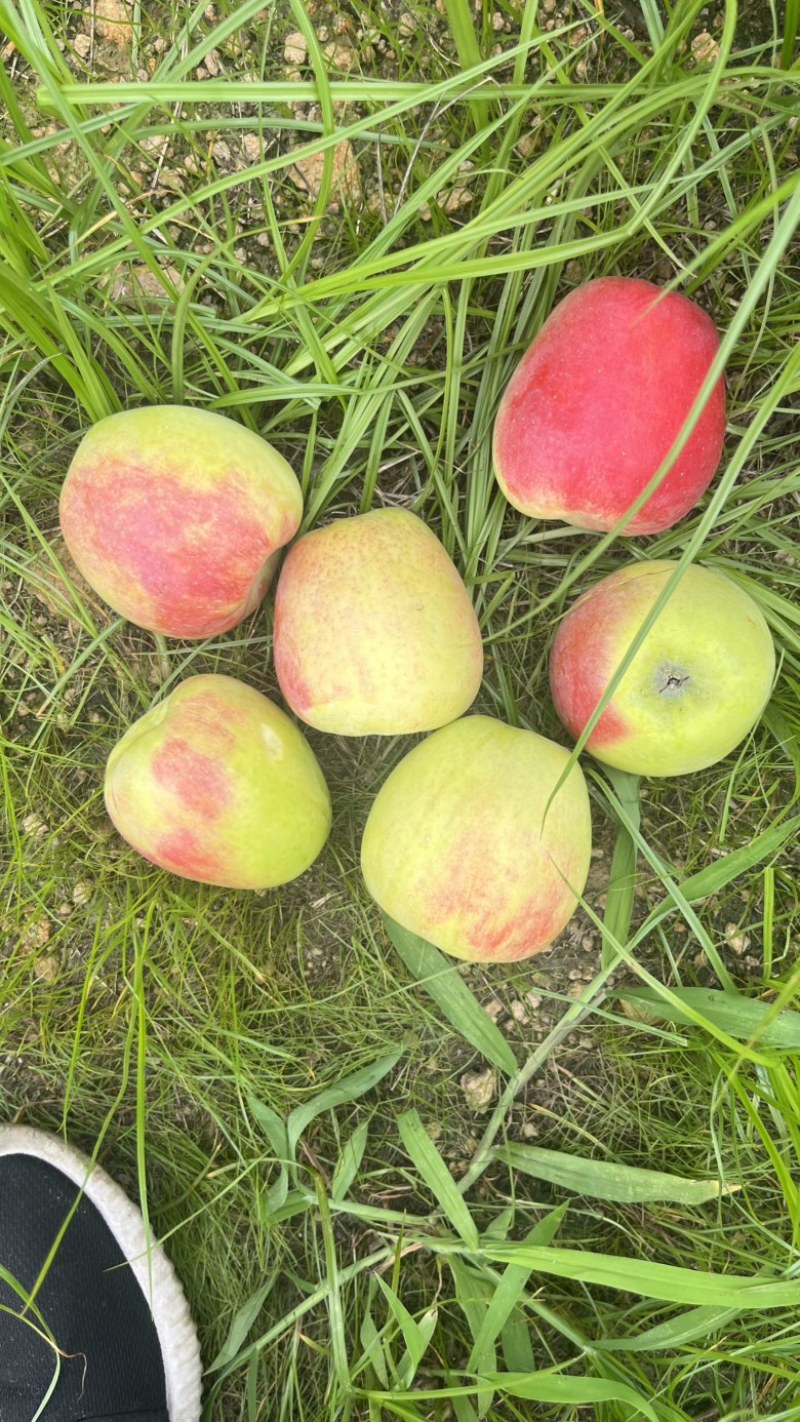 鲁丽苹果🍎🍎🍎，大量鲜果上市，口感脆甜