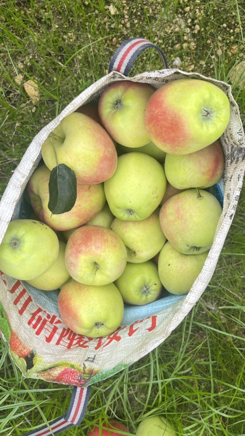 鲁丽苹果🍎🍎🍎，大量鲜果上市，口感脆甜