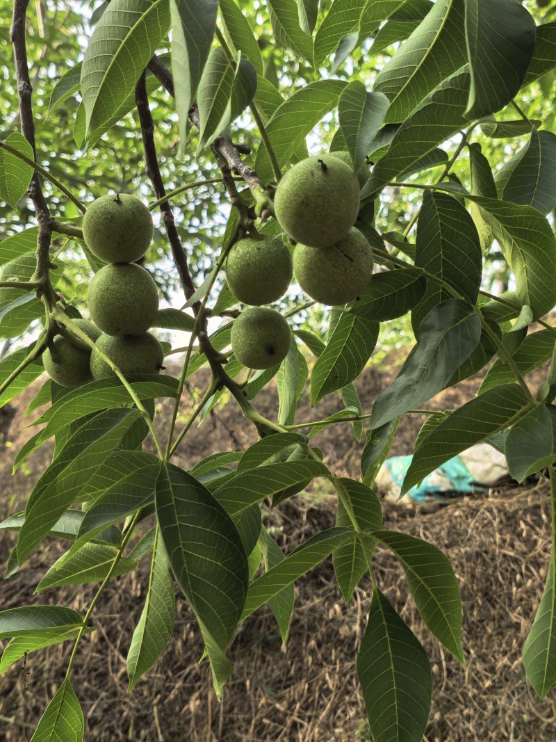 红衣核桃