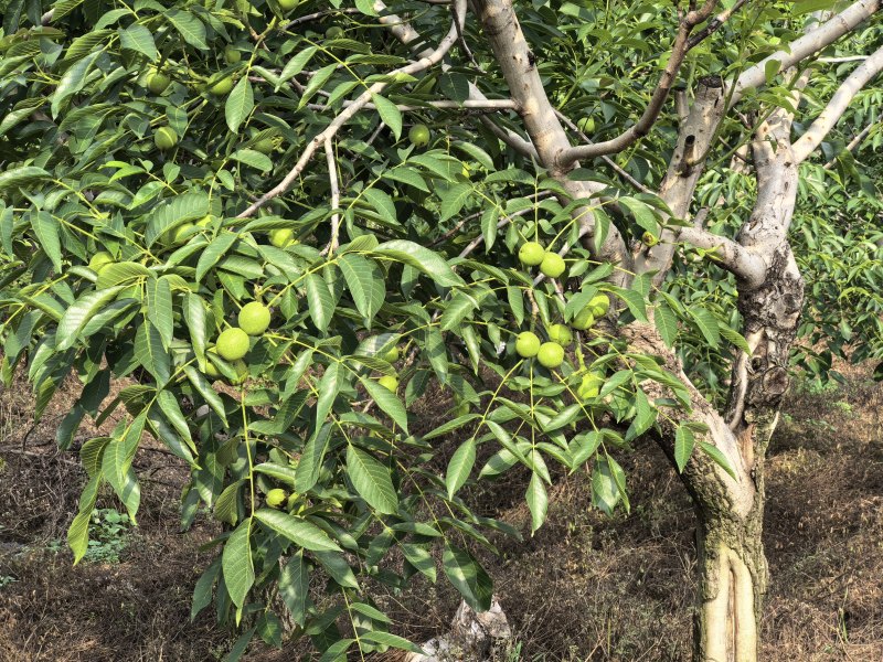 红衣核桃
