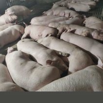 活猪，平均每头350斤一共十一头，农村熟食喂养，
