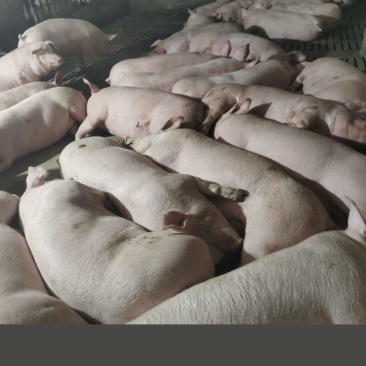 活猪，平均每头350斤一共十一头，农村熟食喂养，