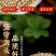 包邮）中药材纯正宗浮小麦另售淮小麦500g
