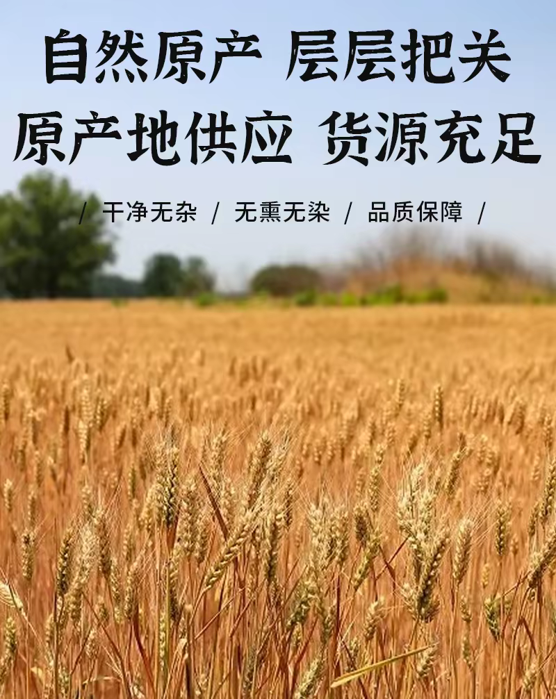 包邮）中药材纯正宗浮小麦另售淮小麦500g