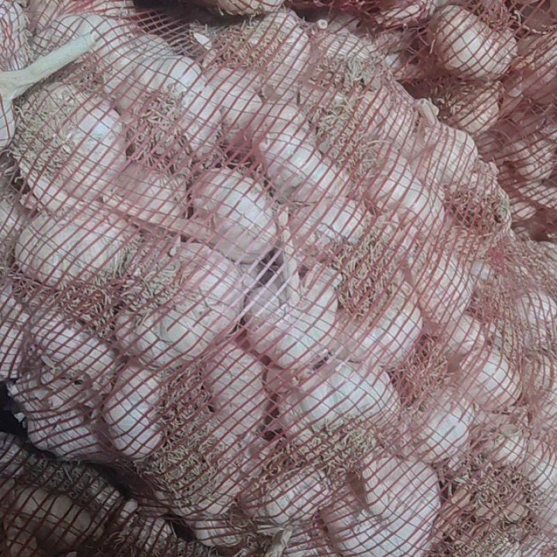禹城大蒜