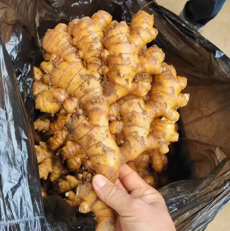 【云南红土小黄姜】常年有货/规格齐全/坏烂包赔/全国发货