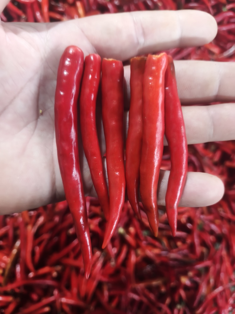 河南商丘无把小米椒，加工厂，市场，艳红系列，大量上市。