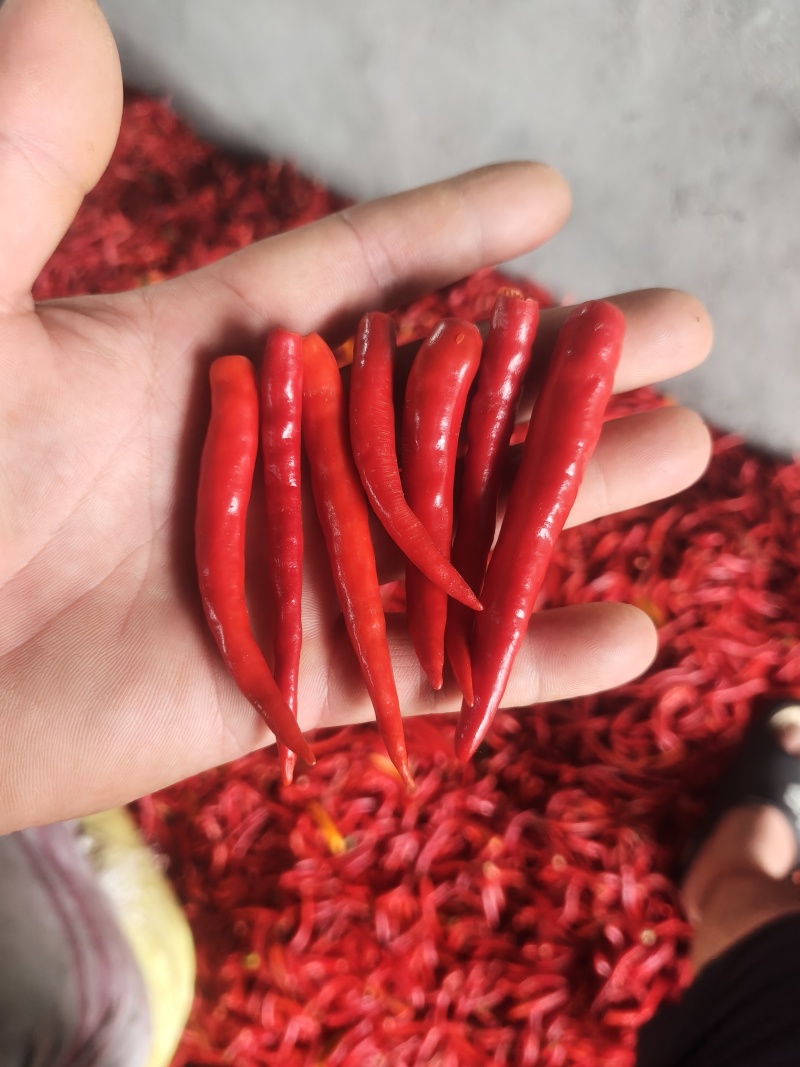 河南商丘无把小米椒，加工厂，市场，艳红系列，大量上市。