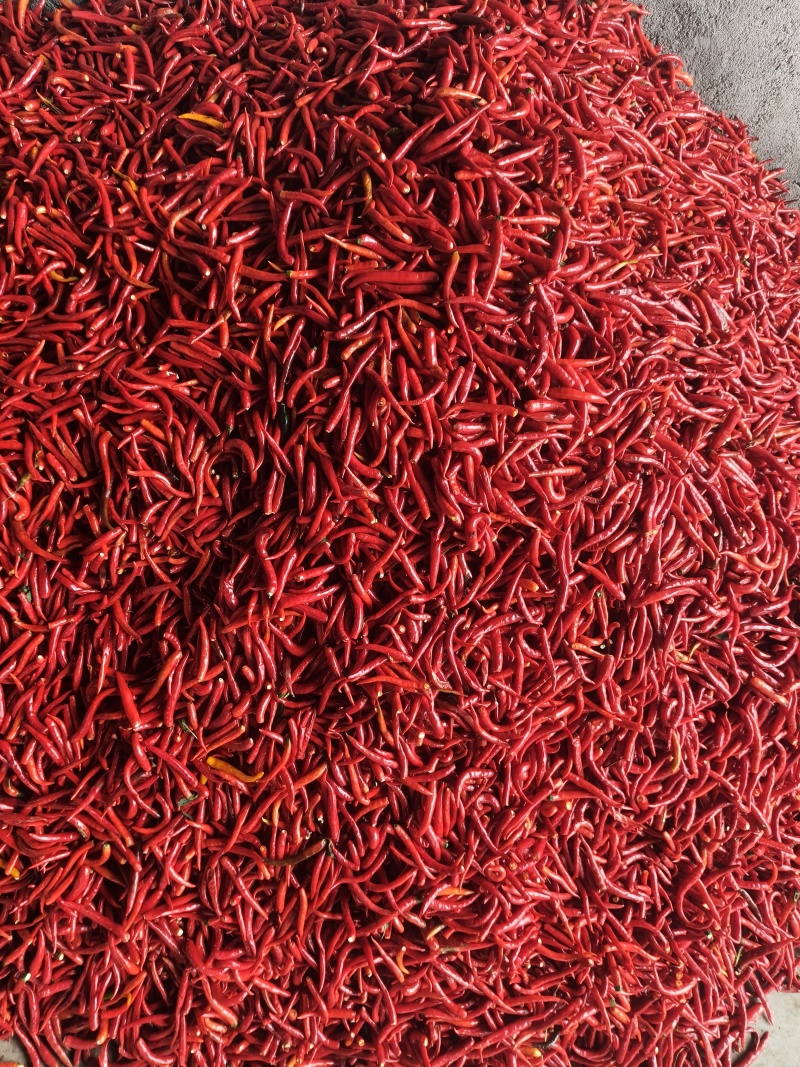 河南商丘无把小米椒，加工厂，市场，艳红系列，大量上市。