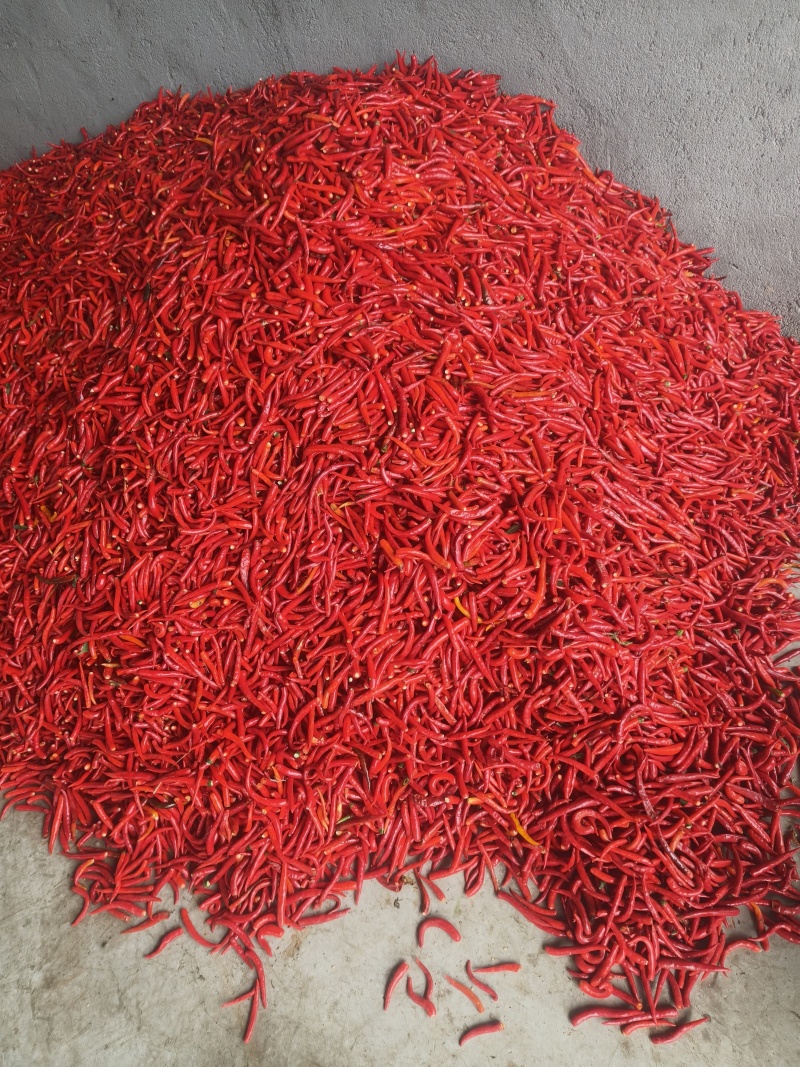 河南商丘无把小米椒，加工厂，市场，艳红系列，大量上市。