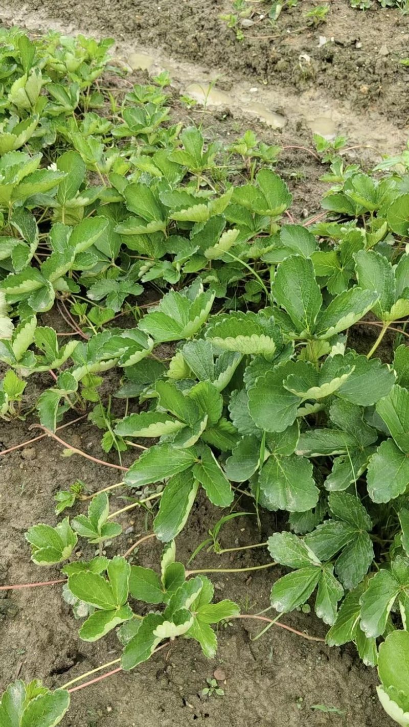 花兰蒂，黑草莓，盐梅，白草莓，六六，妙七，长乐草莓苗