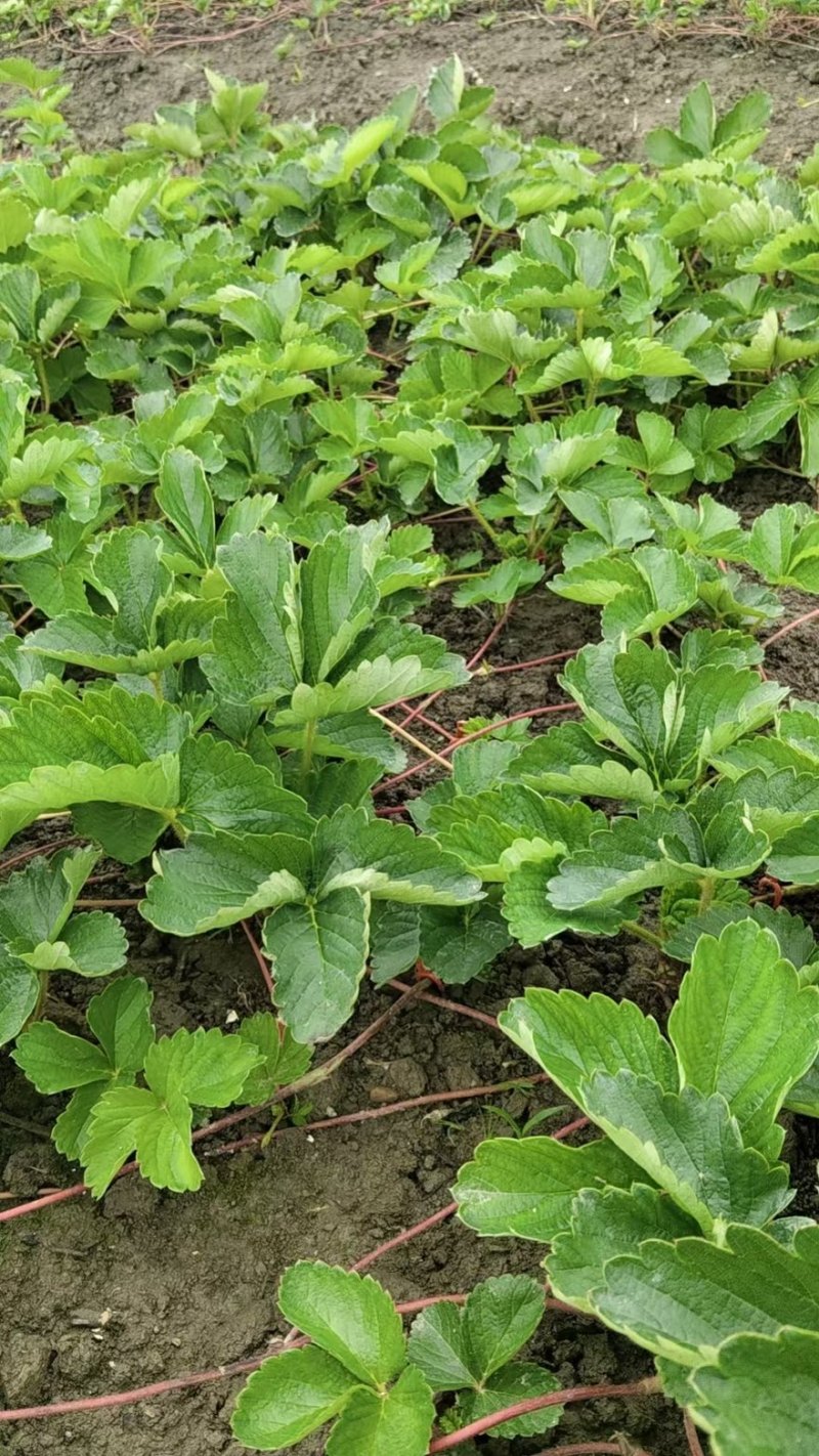 花兰蒂，黑草莓，盐梅，白草莓，六六，妙七，长乐草莓苗
