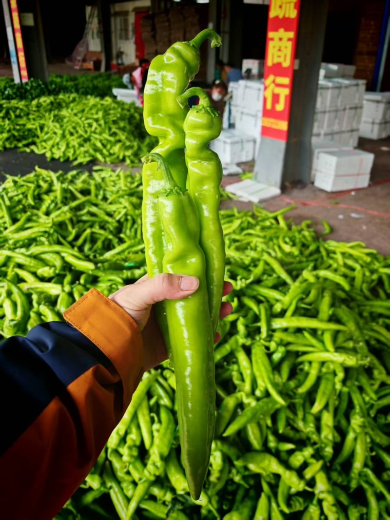 河南内黄精品羊角尖椒