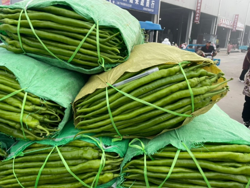 河南内黄精品青线椒