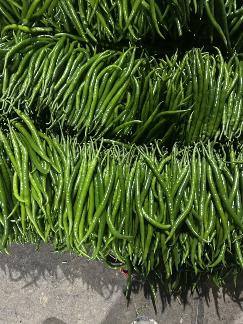 河南内黄精品青线椒