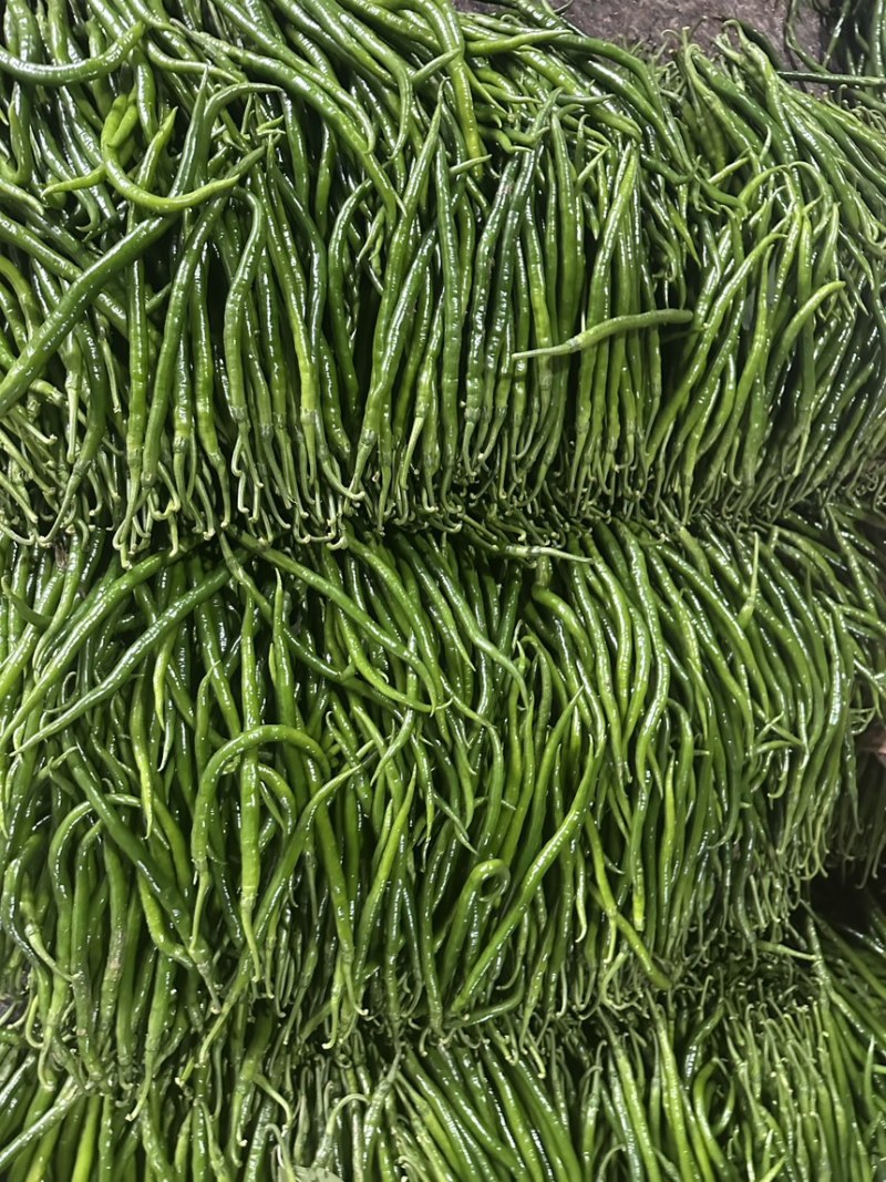 河南内黄精品青线椒
