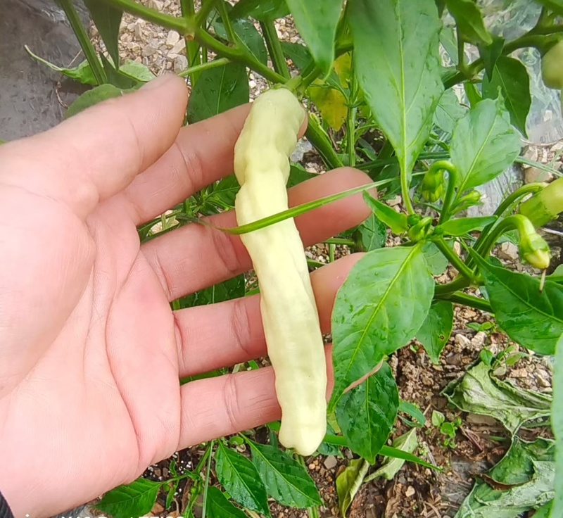 白米辣