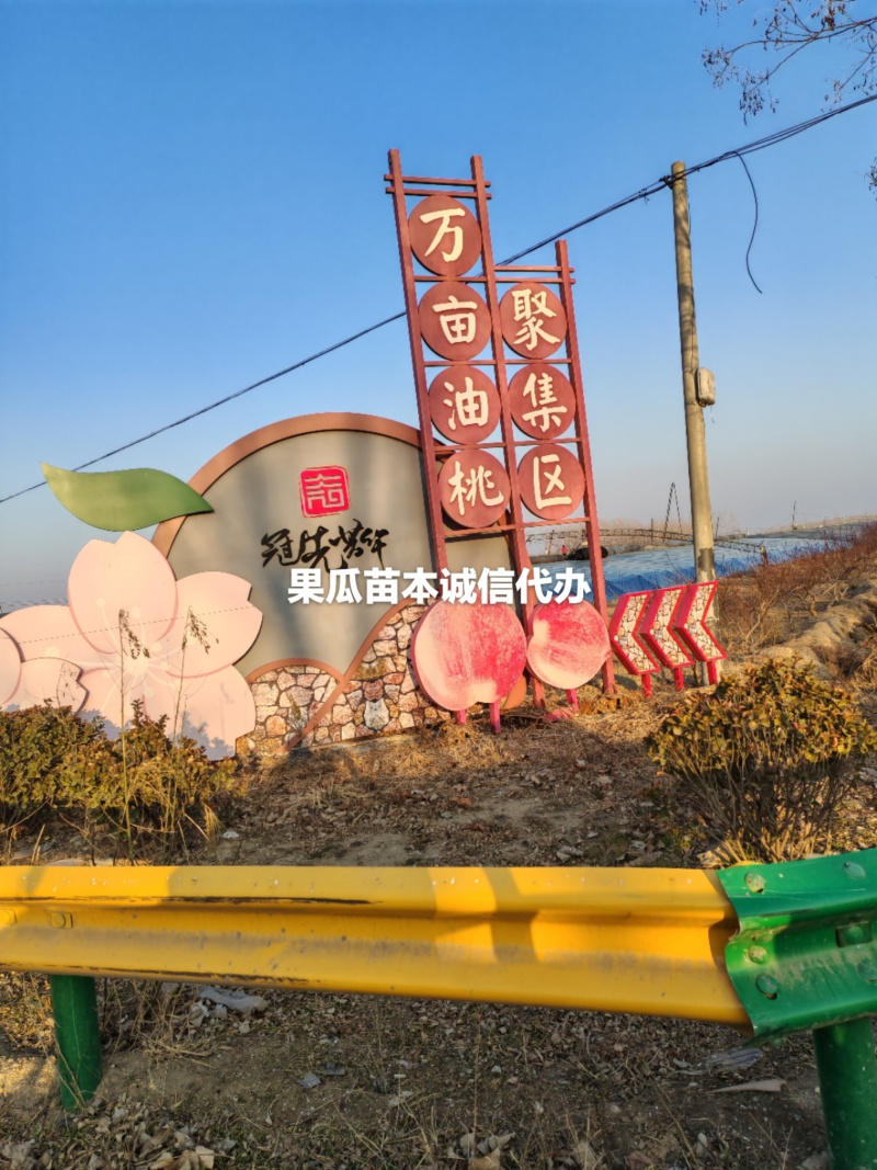 山东聊城冠县秋彤桃基地