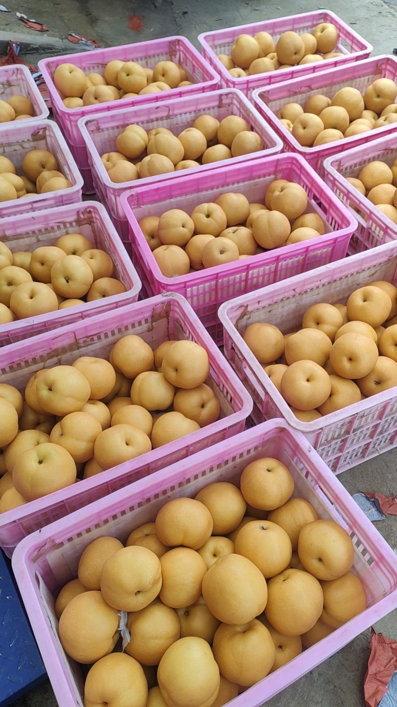 山东聊城冠县秋彤桃基地