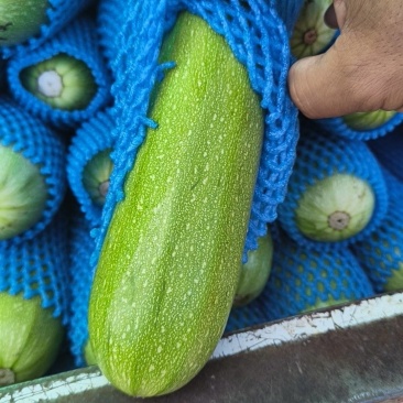 西葫芦支持各种规格包装分拣质量保证诚信为