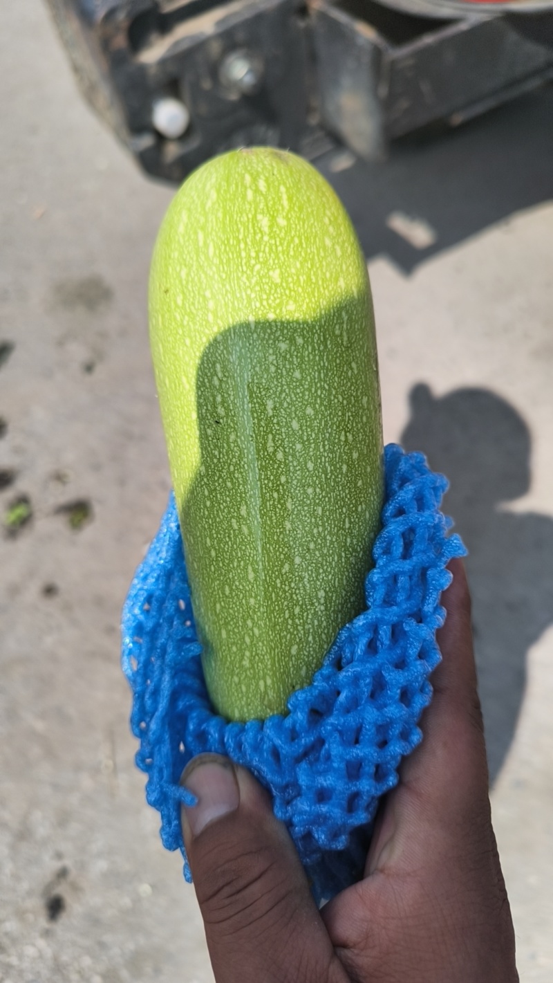 西葫芦支持各种规格包装分拣质量保证诚信为