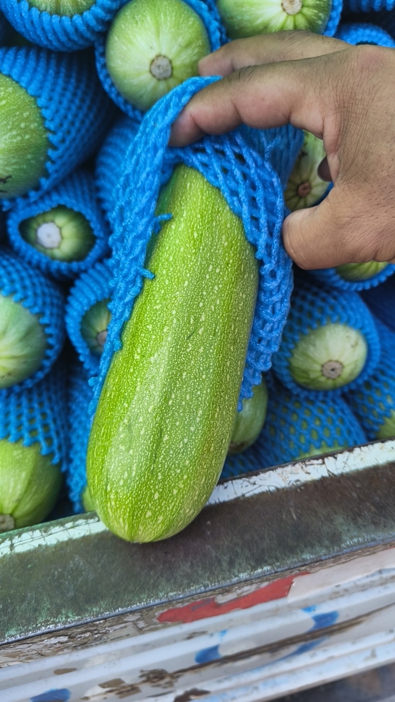西葫芦小青瓜质量好支持各种规格包装