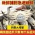 新鲜梭子蟹新鲜打捞一手货源批发零售