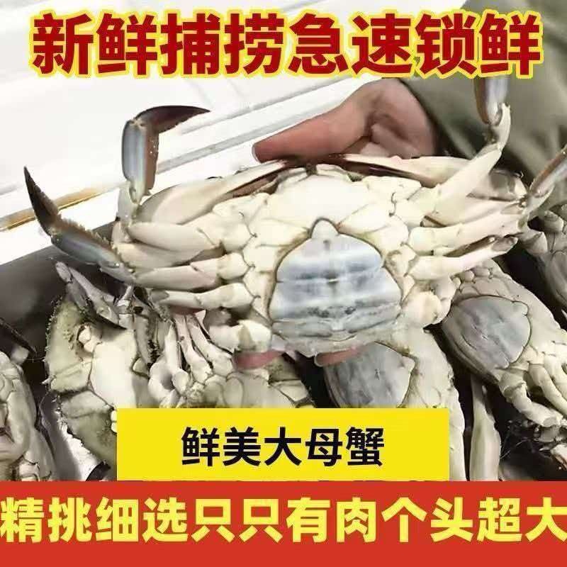 新鲜梭子蟹新鲜打捞一手货源批发零售