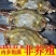新鲜梭子蟹新鲜打捞一手货源批发零售