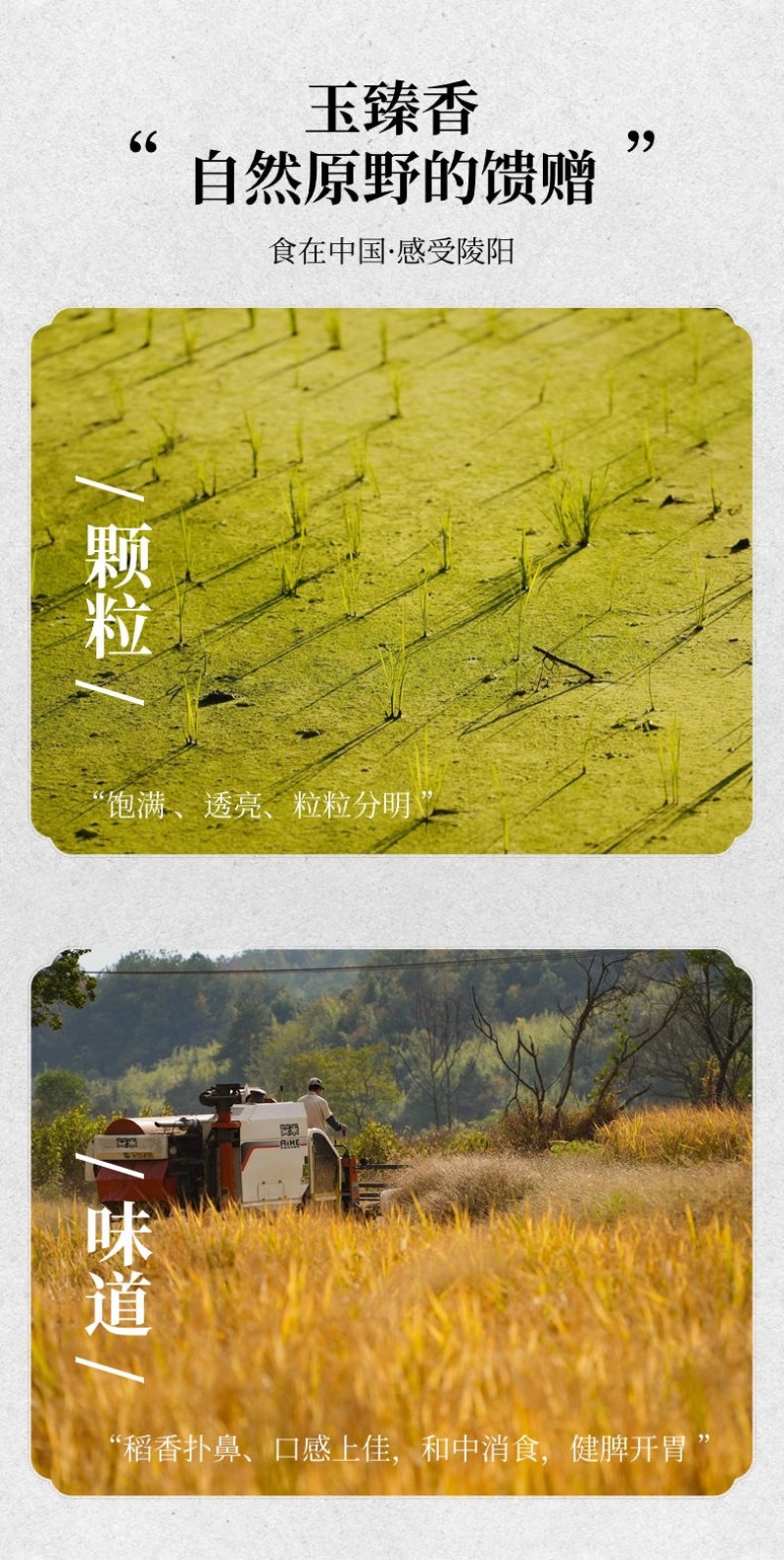 玉珍香稻谷
