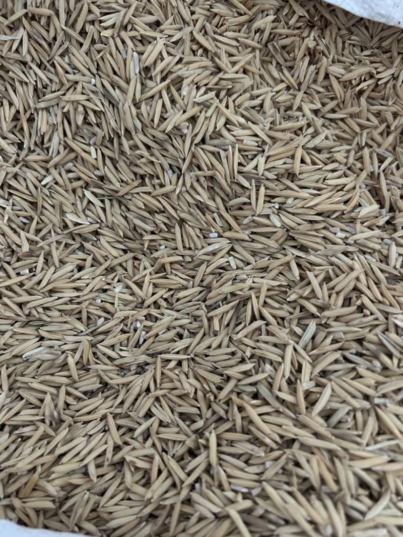 玉珍香稻谷