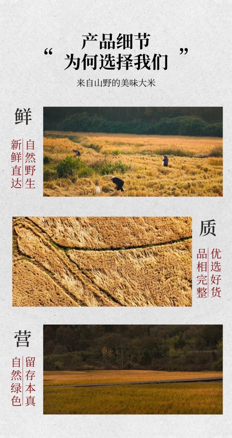 玉珍香稻谷