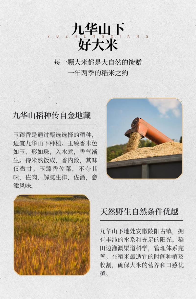 玉珍香稻谷