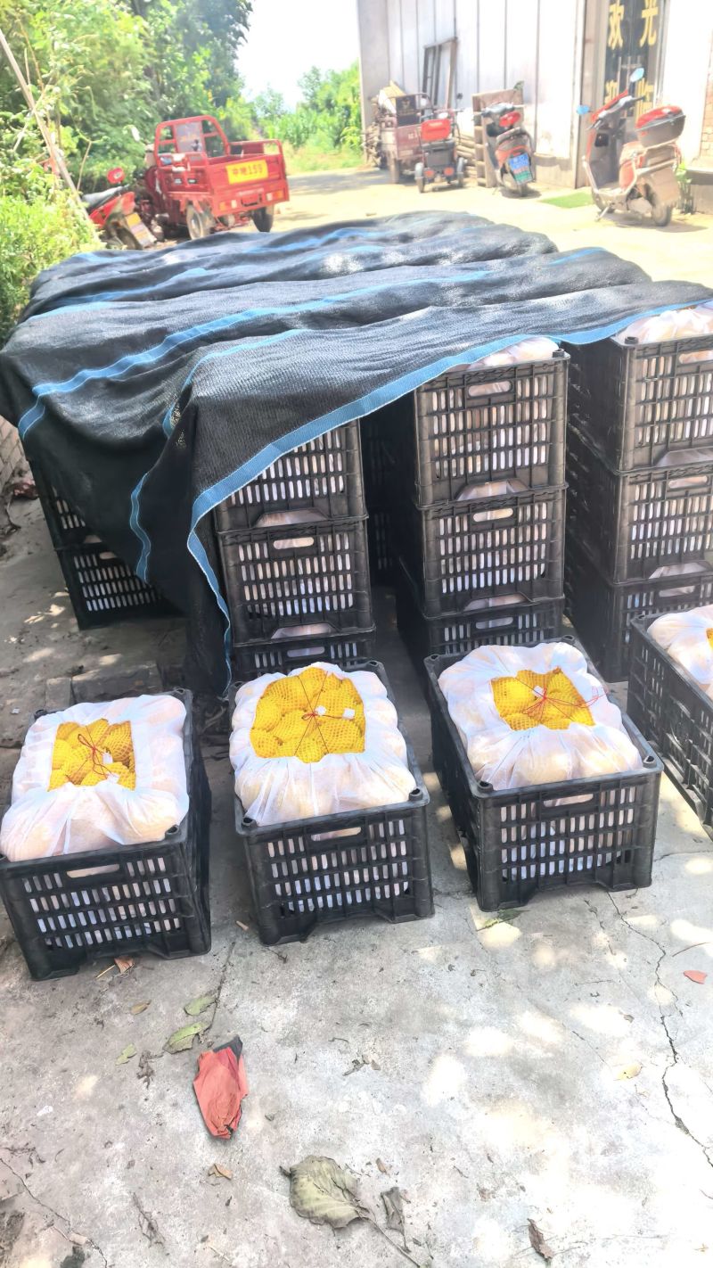 毛蟠桃十一，八零起步货源充足