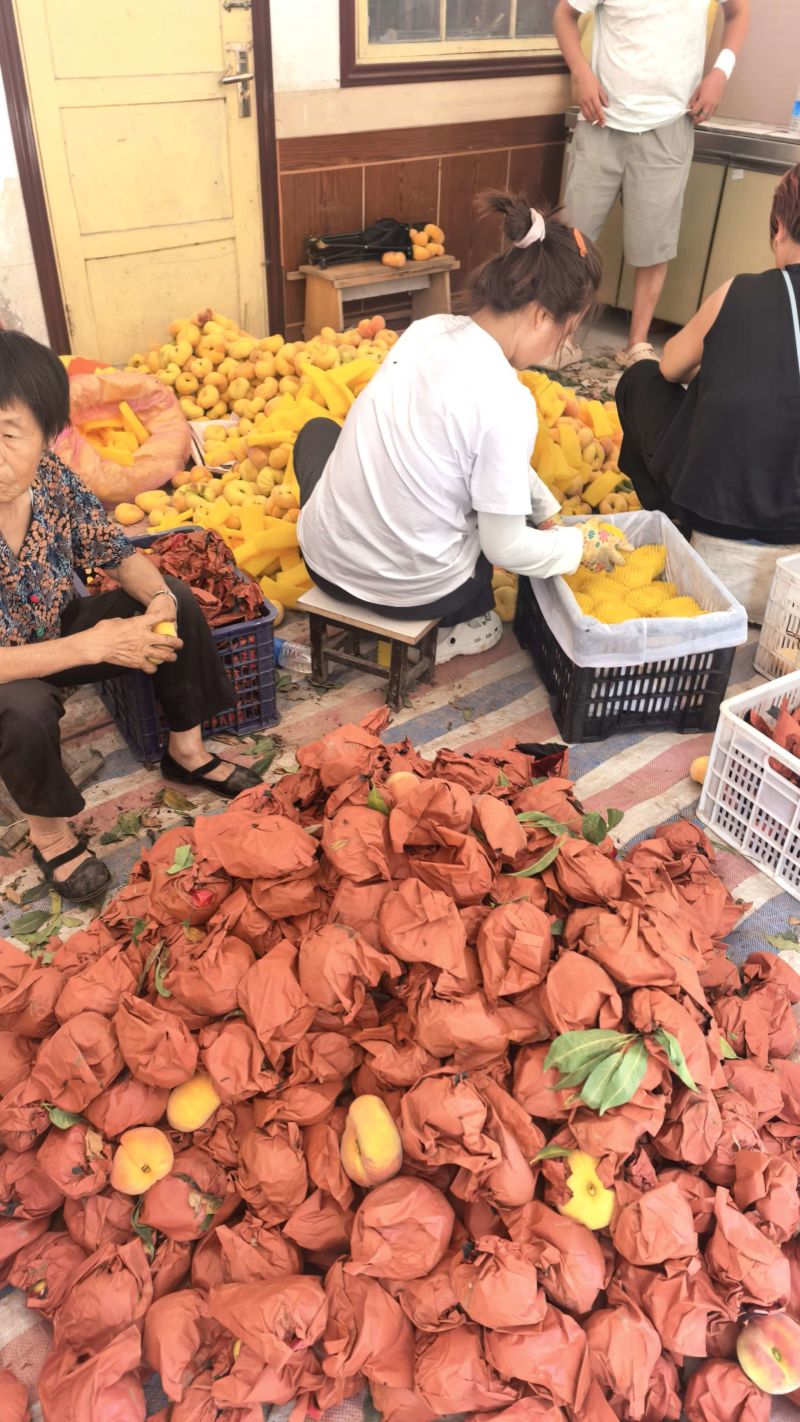 毛蟠桃十一，八零起步货源充足
