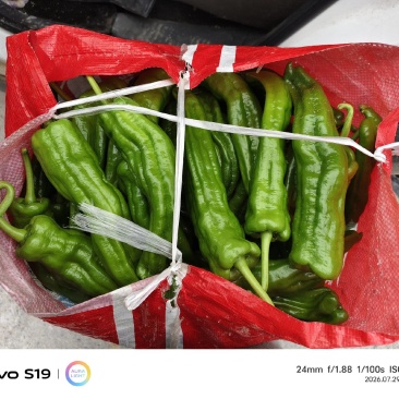 芜湖椒大量上市产地直发量大价格可谈