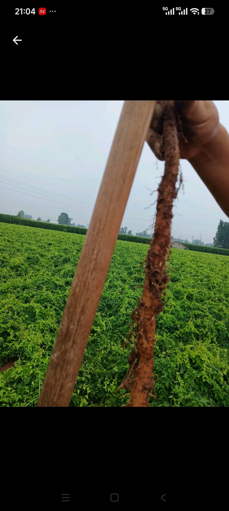 铁棍山药