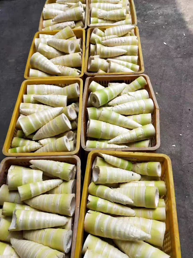 福建麻竹笋尾，笋尖