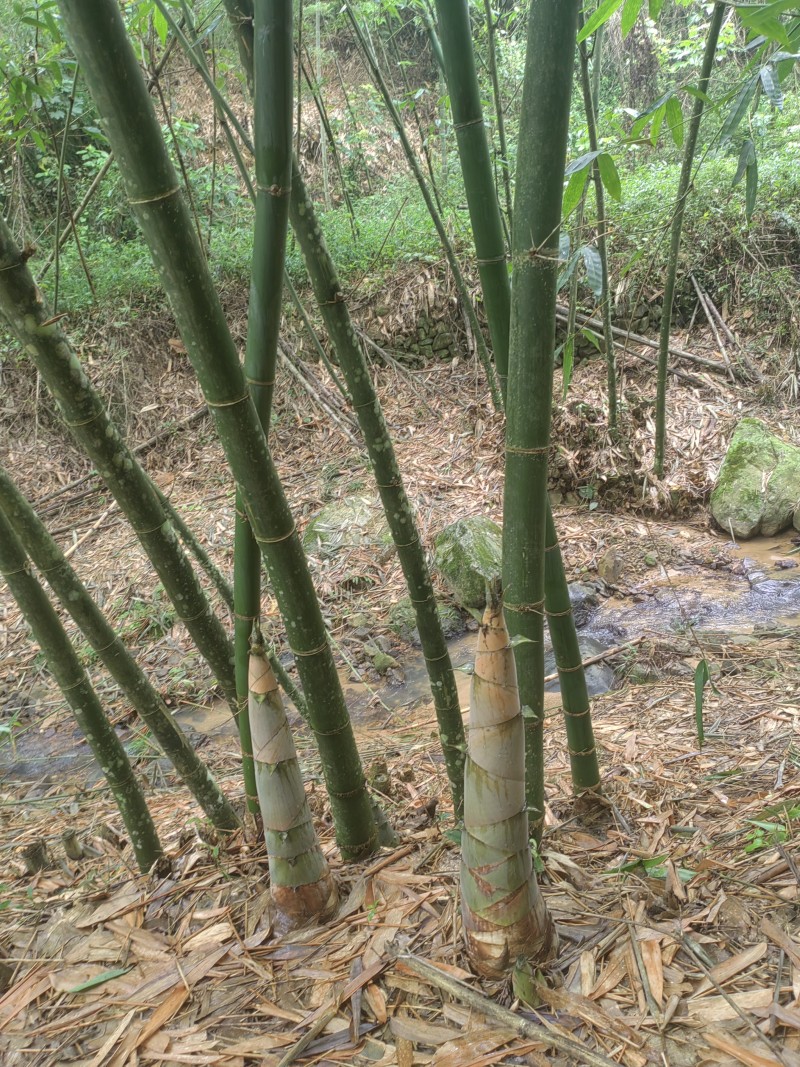 福建麻竹笋尾，笋尖