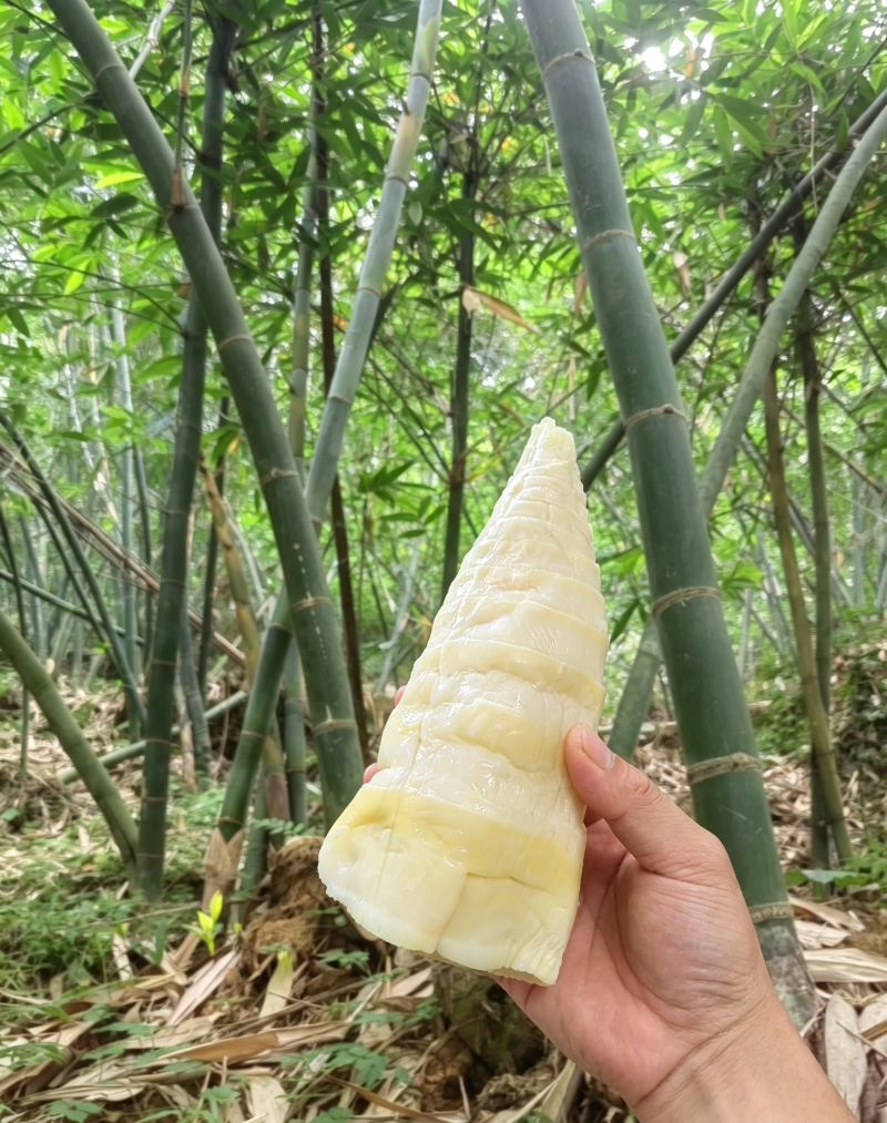 福建麻竹笋尾，笋尖