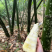 福建麻竹笋尾，笋尖