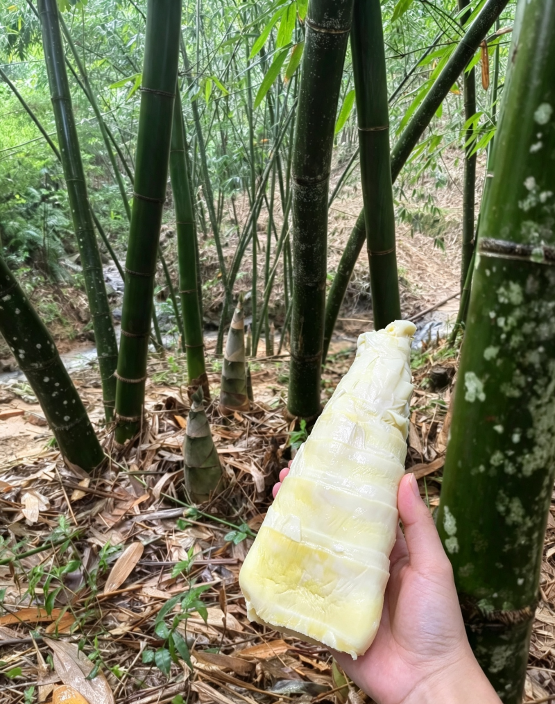福建麻竹笋尾，笋尖